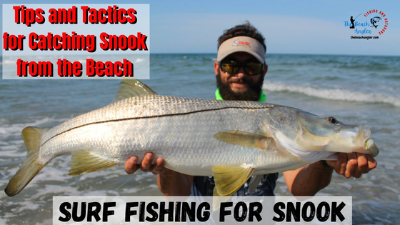 Surf fishing for snook featured image - surf angler holding a very large snook caught from the beach