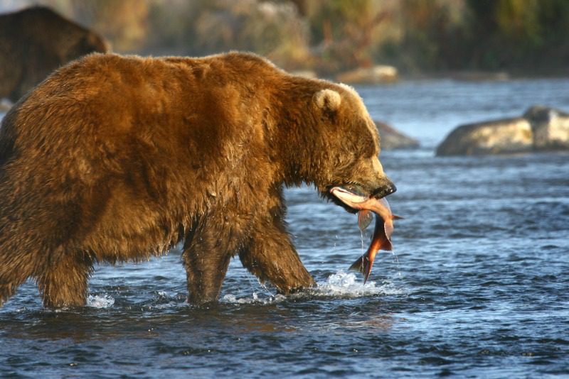 Kodiak Bear with a salmon caught from one of the many rivers and streams of Kodiak Island Alaska