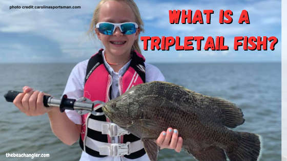What is a Tripletail Fish? - Young lady angler holding up a nice tripletail fish.