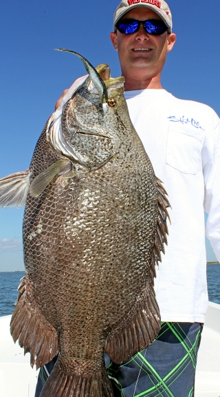 Angler holding up a large tripletail fish caught using a soft plastic jerk shad bait.