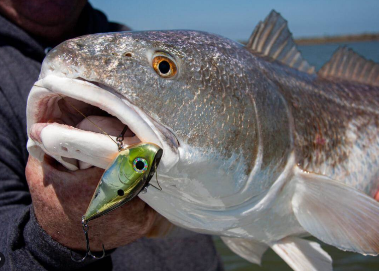 red drum with a rattle trap artificial lure in his mouth