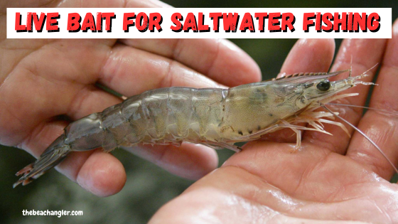 Live bait for saltwater fishing - a pair of hands cradling a large live shrimp.