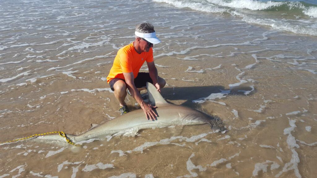 Land-based shark fishing with an angler carefully reviving a 5 foot hammerhead shark for a successful release