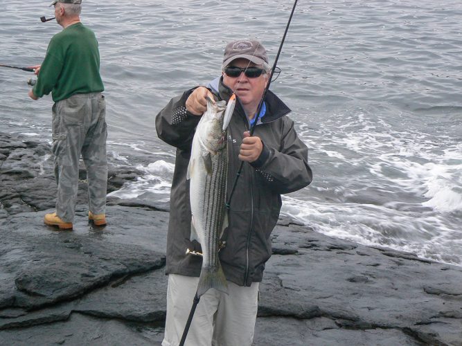 Surf Fishing Maine - Angler standing on the rocky shore holding up a very large striped bass
