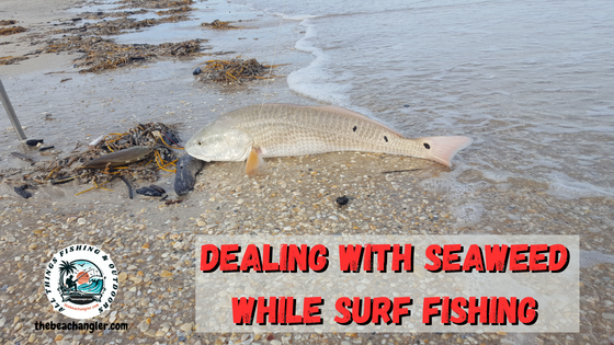 Dealing with Seaweed while surf fishing - Nice red drum on the beach with a line full of seaweed.