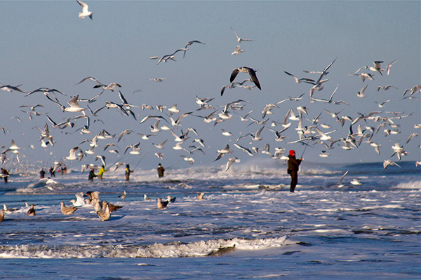 Marine wildlife safety tips - photo of surf fisherman wading among a flock of seagulls feeding on bait fish in the surf