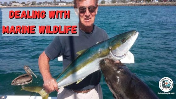 Dealing with Marine wildlife while fishing - Photo of a fisherman holding up a large yellow tail and a sealion coming up out of the water to grab it from him.