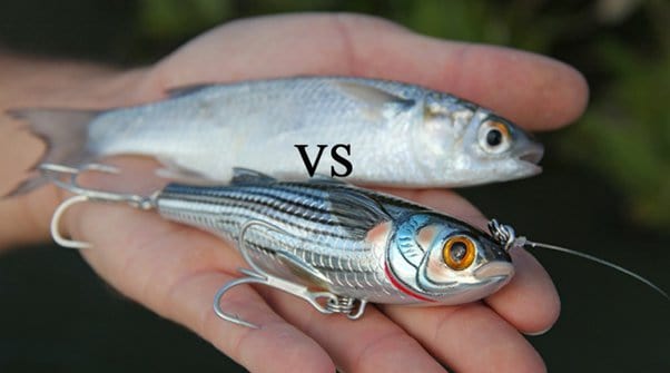 artificial lure that resembles a mullet next to a real mullet