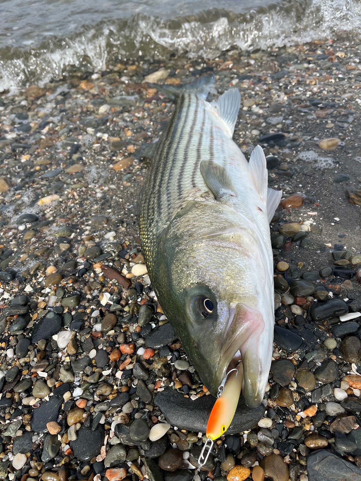 Striper caught in the surf with a topwater lure