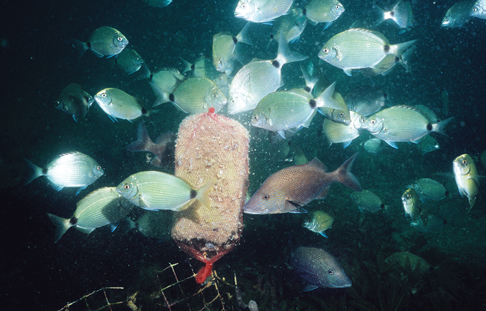 5 Tips And Methods Of Using Chum For Saltwater Fishing - The Beach Angler