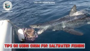 chum for saltwater fishing featured image - photo of a shark biting a chum basket in the water off the back of a boat