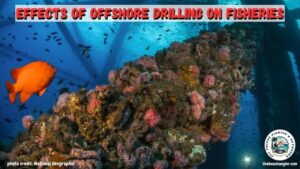 Effects of offshore drilling on coastal communities featured image- underwater photo of brightly colored fish and coral growing on the structure of an offshore drilling platform