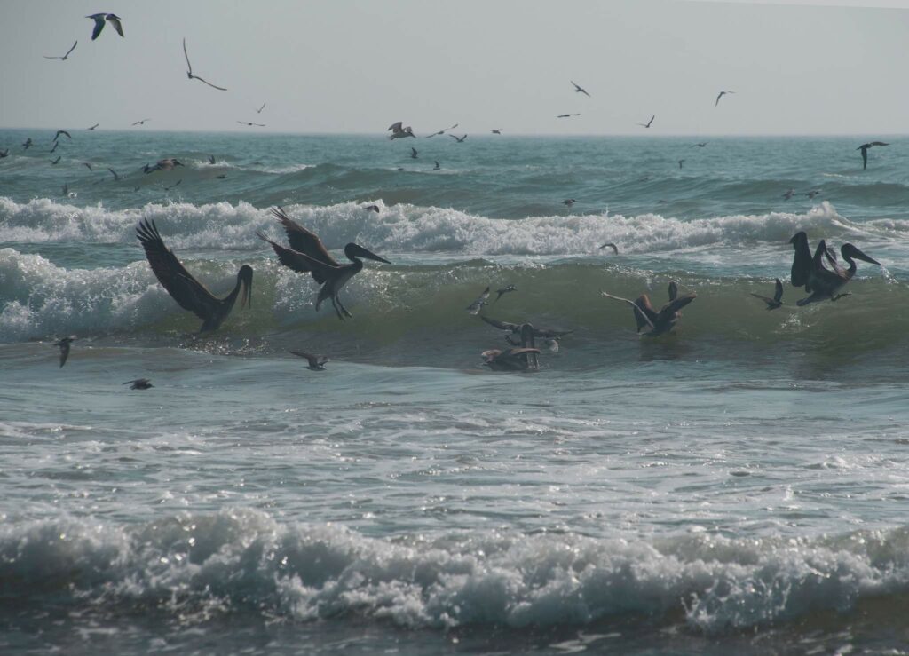 Diving Birds are a good way to find fish in saltwater.