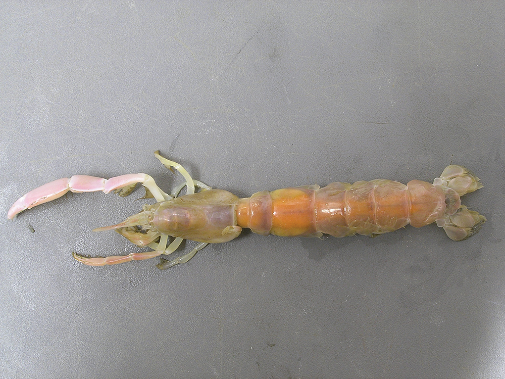 Image of a Ghost Shrimp