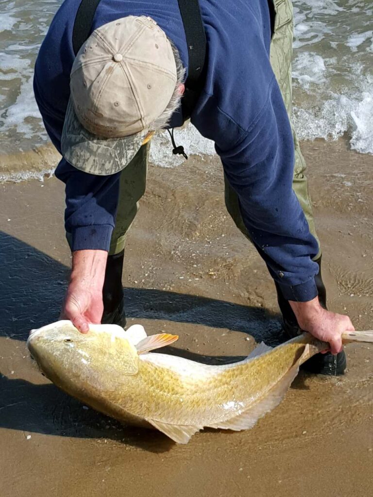 Surf fishing in winter- author with a wintertime bull red drum caught surf fishing in winter