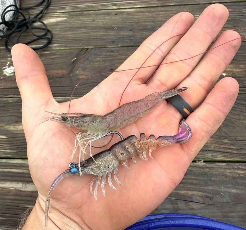 Z-Man PrawnstarZ lure next to a live shrimp for comparison