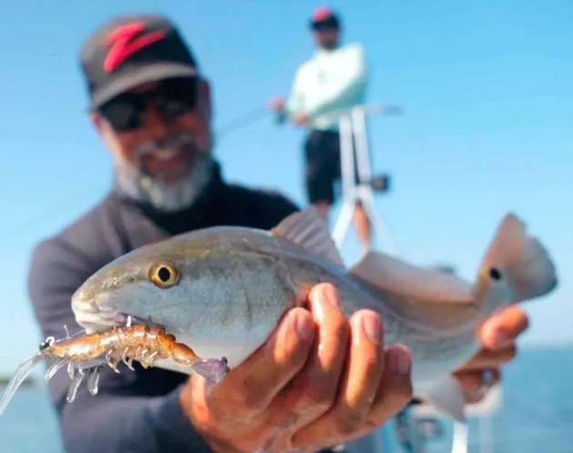 Z-Man PrawnstarZ image of angler holding a nice slot redfish with a prawnstarz lure in its mouth.
