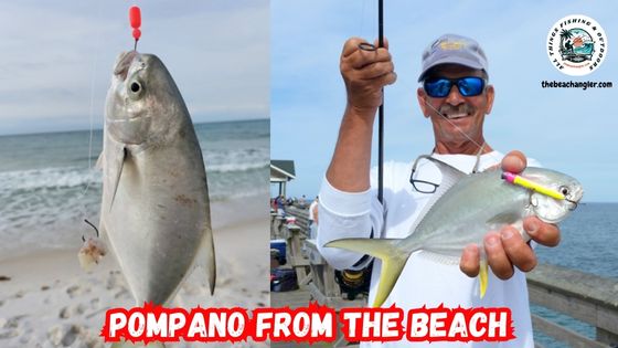 fishing for pompano from the beach - image of an angler holding a pompano he caught using an artificial and another image of a pompano caught on a pompano rig using dead shrimp.