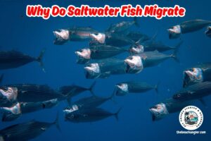 why do some saltwater fish migrate? Image of a school of jack tuna underwater migrating