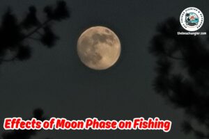 moon phase and its effects on saltwater fishing featuring an image of a full moon through the trees.