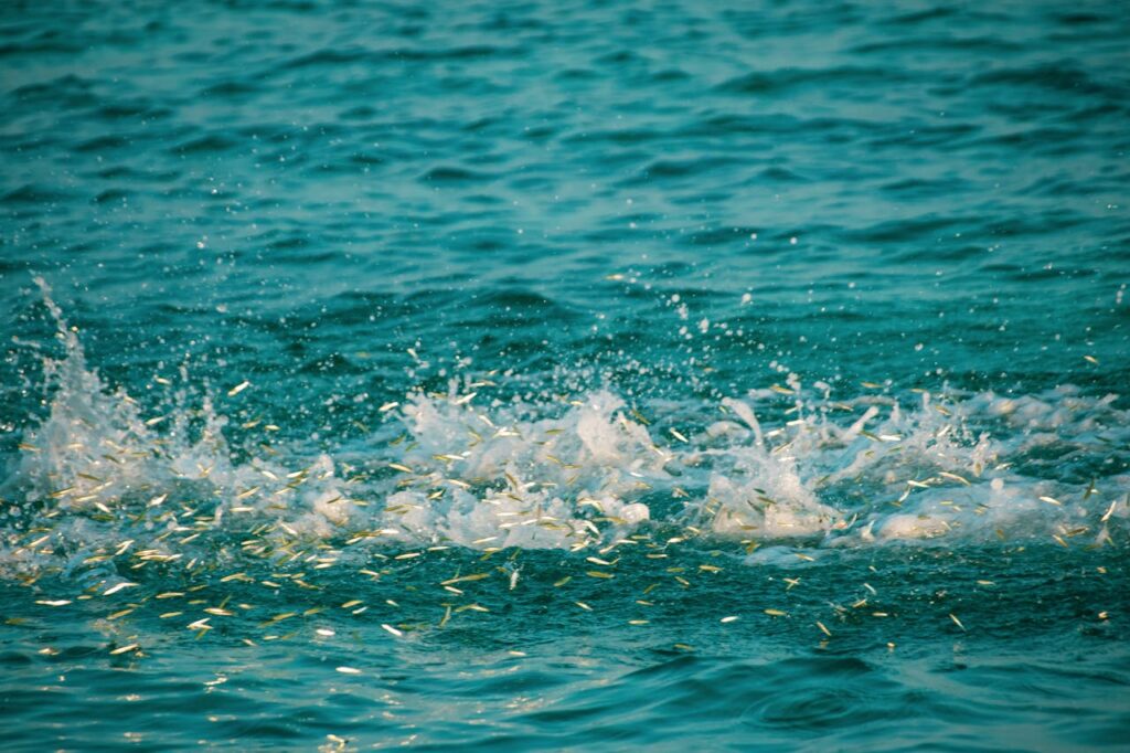 school of bait fish riding a springtide driven by a full moon