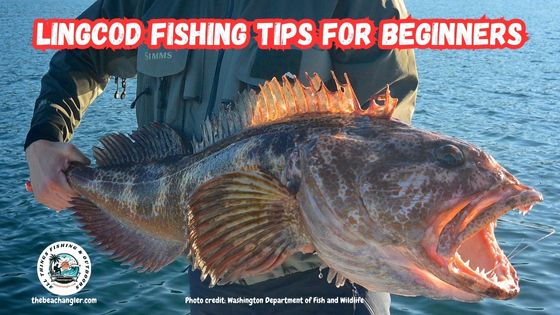 Lingcod fishing tips featured image showing an angler holding a very large lingcod with its mouth open to reveal some very sharp teeth.