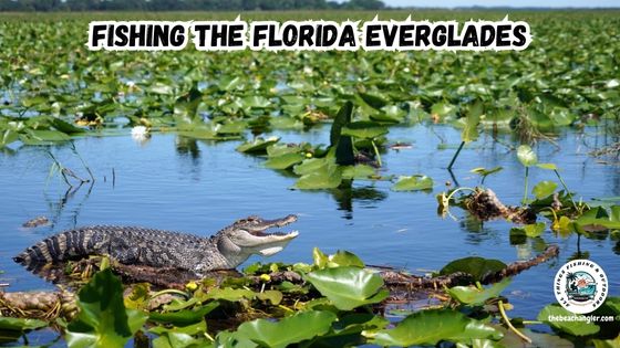 Fishing the Florida Everglades featured image showing an alligator on a log in the Everglades surrounded by lily pads.