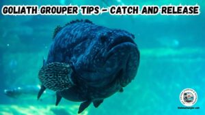 Catch and Release fishing for Goliath Grouper featured image with an underwater photograph of a very large goliath grouper.