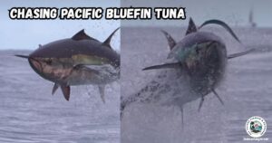 Chasing Pacific Bluefin Tuna featured image showing two large bluefin tuna jumping out of the water chasing bait.
