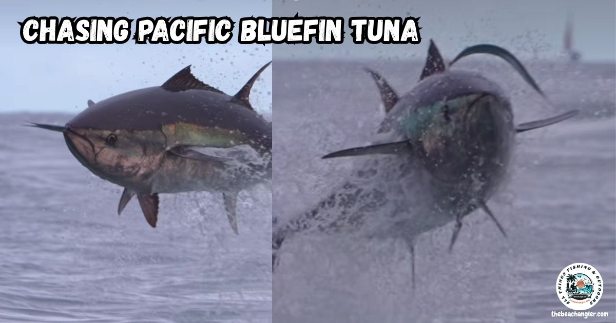 Chasing Pacific Bluefin Tuna featured image showing two large bluefin tuna jumping out of the water chasing bait.
