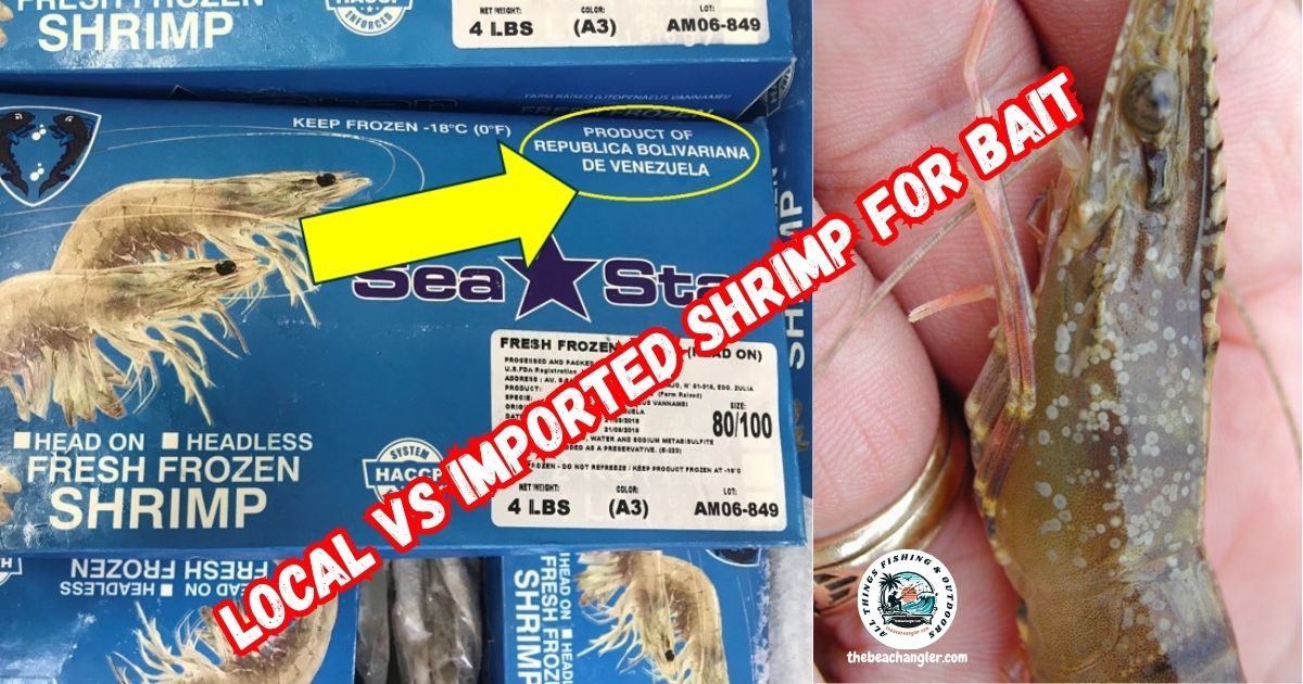 Local vs Imported Shrimp for Bait featured image showing an imported shrimp package next to an image of a shrimp with spot virus.
