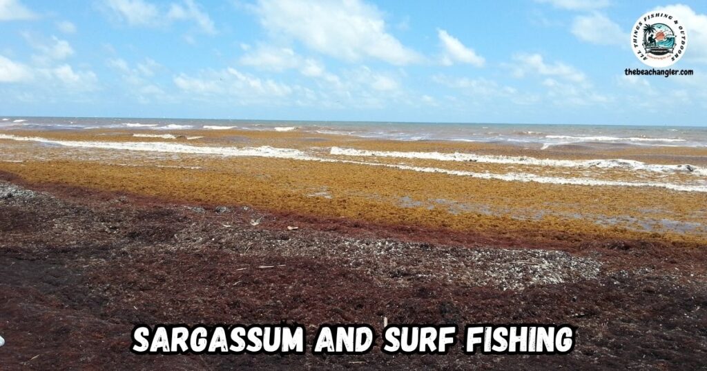 Sargassum and Surf Fishing featured image showing massive sargassum mats at Matagorda Beach in Texas.