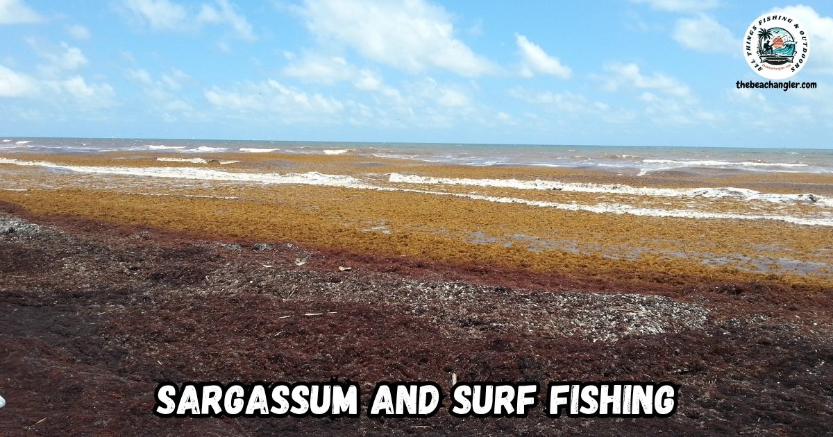 Sargassum and Surf Fishing featured image showing massive sargassum mats at Matagorda Beach in Texas.